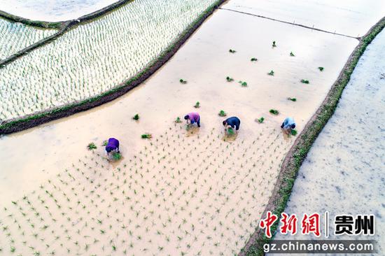 2022年6月6日，贵州省黔西市洪水镇解放村，村民在大田里插秧（无人机照片）。