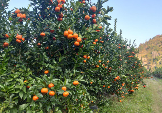 工行都匀分行积极支持罗甸特色水果产业发展
