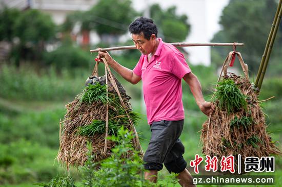 2022年6月6日，贵州省黔西市洪水镇解放村，村民挑运稻秧。