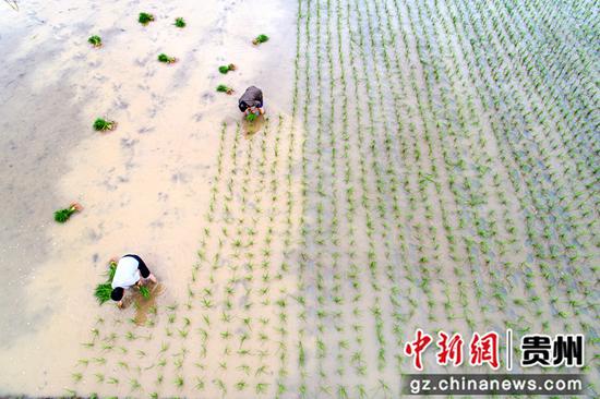 2022年6月6日，贵州省黔西市洪水镇解放村，村民在大田里插秧（无人机照片）。