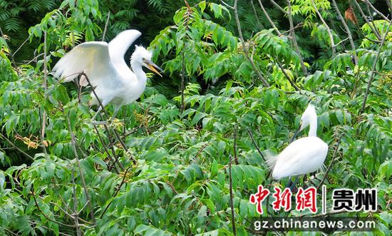 2022年6月6日，在贵州省铜仁市万山区谢桥街道凯潮溪滨河公园旁拍摄的白鹭。 叶顺强 摄