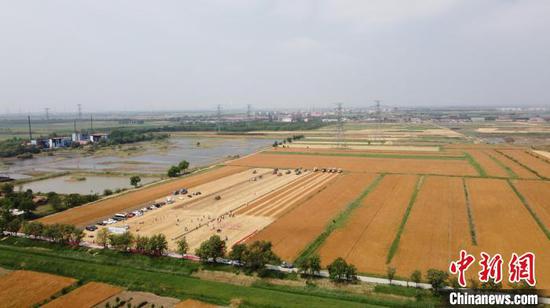 6月9日，天津市“三夏”小麦机收作业机收正式拉开大幕　孙玲玲　摄