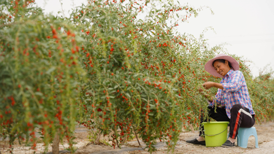 6月7日，在新疆巴州尉犁县小果农红枸杞种植园，工人在采摘枸杞。王雪 摄