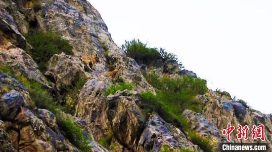 途经陡峭的崖壁时，北山羊会靠着有力的四肢贴着险要的崖壁站立。　艾尔根巴依尔　摄