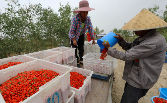 6月7日，在新疆巴州尉犁县小果农红枸杞种植园，工人将采摘的新鲜枸杞称重装筐。王雪 摄