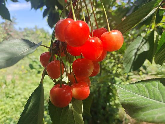 新疆察布查爾：大紅櫻桃結出“致富果”