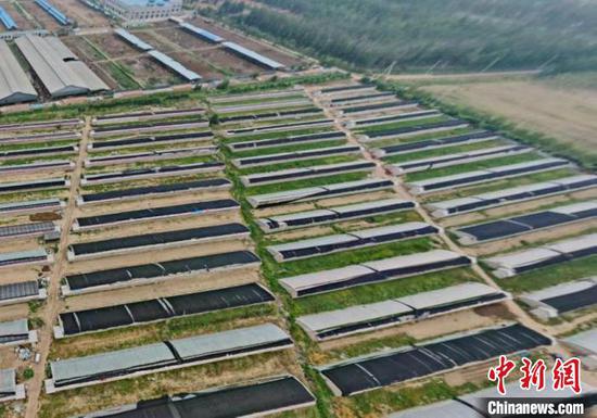 天津设施农业成交规模达1.77亿图为通过农交所平台完成流转的节能日光温室 天津农交所供图
