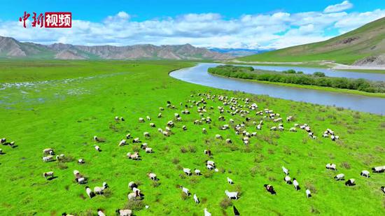 新疆巴音布魯克草原風光旖旎 牛羊肥碩