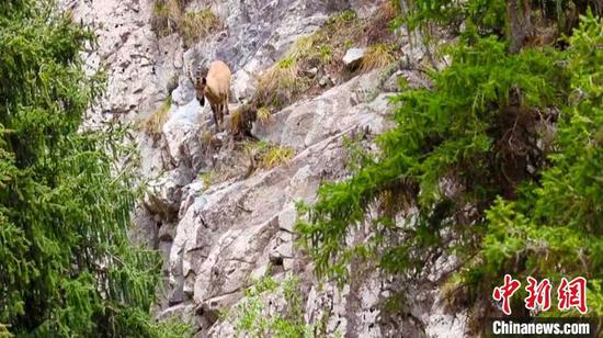 近年来，和硕县加大野生动物保护力度，北山羊的生存环境得到明显改善，种群数量明显上升。　艾尔根巴依尔 摄