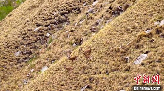 和硕县乃仁克尔乡朵兰牧场的山区内，一群下山觅食的北山羊在陡峭的崖壁间畅快飞驰。　艾尔根巴依尔 摄