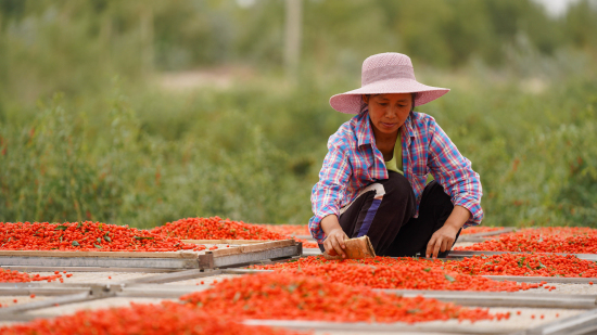 6月7日，在新疆巴州尉犁县小果农红枸杞种植园，工人在晾晒枸杞。王雪 摄