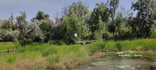 察布查尔锡伯自治县湿地公园占地面积8.3万公顷，迎来众多鸟类繁衍生息。