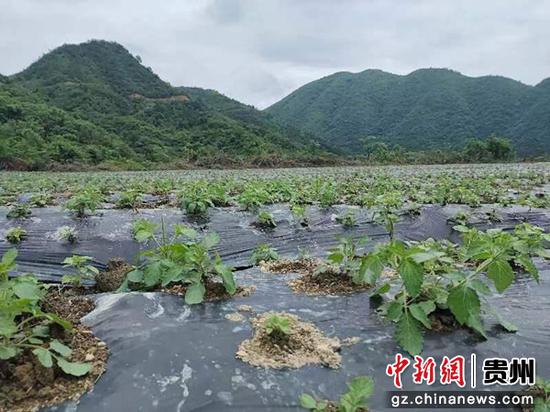 贵州剑河：丹参产业发展旺 助力民众增收致富