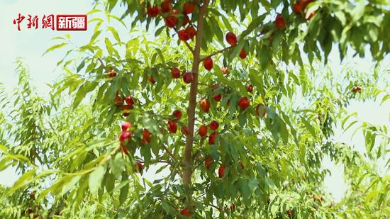 新疆喀什油桃成熟為果農帶來“甜蜜”收益