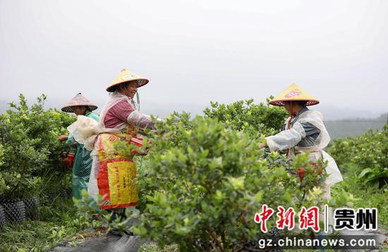 6月12日，村民在贵州省黔东南苗族侗族自治州丹寨县兴仁镇烧茶村蓝莓种植园采摘蓝莓。