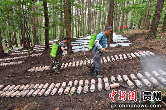 6月12日，贵阳市顺海国有林场林下红托竹荪种植示范基地，种植人员在给竹荪菌棒喷洒营养液。