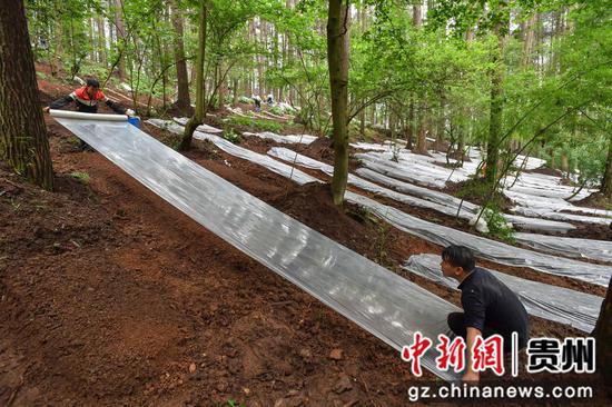 6月12日，贵阳市顺海国有林场林下红托竹荪种植示范基地，种植人员在为已覆土的竹荪菌棒覆盖薄膜。