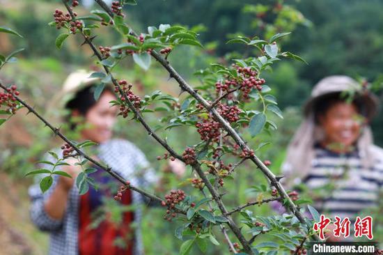在剑河县久仰镇白闹村花椒种植基地，村民在管护花椒。　杨家孟　摄