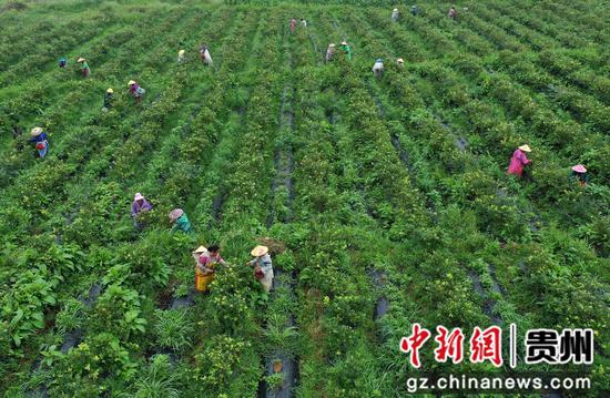 6月12日，村民在贵州省黔东南苗族侗族自治州丹寨县兴仁镇烧茶村蓝莓种植园采摘蓝莓（无人机照片）。