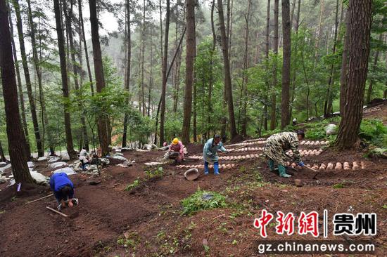 6月12日，贵阳市顺海国有林场林下红托竹荪种植示范基地，种植人员在进行竹荪菌棒的覆土栽培。