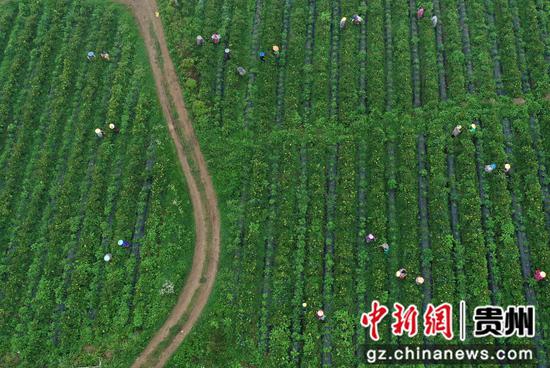 6月12日，村民在贵州省黔东南苗族侗族自治州丹寨县兴仁镇烧茶村蓝莓种植园采摘蓝莓（无人机照片）。