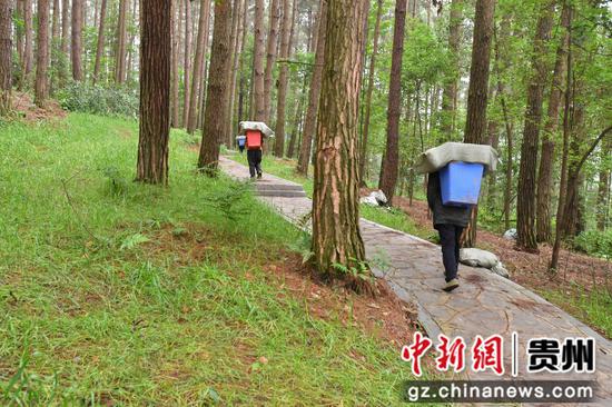 6月12日，贵阳市顺海国有林场林下红托竹荪种植示范基地，种植人员在背运竹荪菌棒。