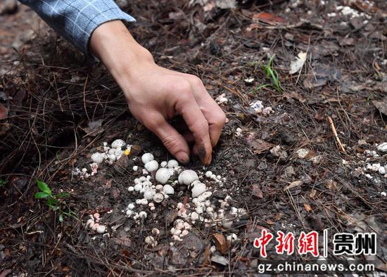 6月12日，贵阳市顺海国有林场林下红托竹荪种植示范基地，竹荪种植专家在检查竹荪生长情况。