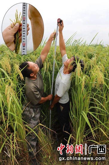 高达2米的巨型水稻。