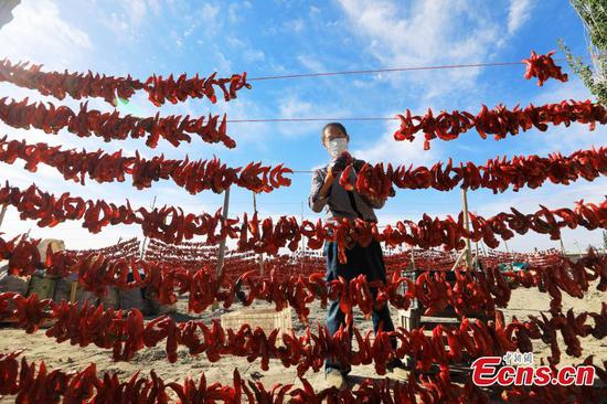 Farmers air chili peppers in the sun in Bohu County, northwest China's Xinjiang Uyghur Autonomous Region, June 14, 2022. (Photo: China News Service/Nian Lei)

