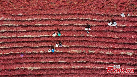 　　Farmers air chili peppers in the sun in Bohu County， northwest China‘s Xinjiang Uyghur Autonomous Region， June 14， 2022。 （Photo： China News Service/Nian Lei）