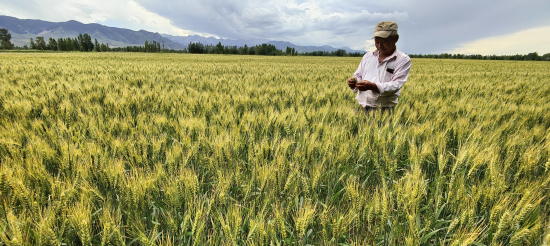 6月15日，察布查尔锡伯自治县加尕斯台镇阿克亚尔村农民在查看丰收在望的小麦。华岩明 摄