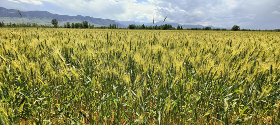 6月15日，察布查尔锡伯自治县加尕斯台镇阿克亚尔村麦田里，日渐成熟饱满的麦穗。华岩明摄