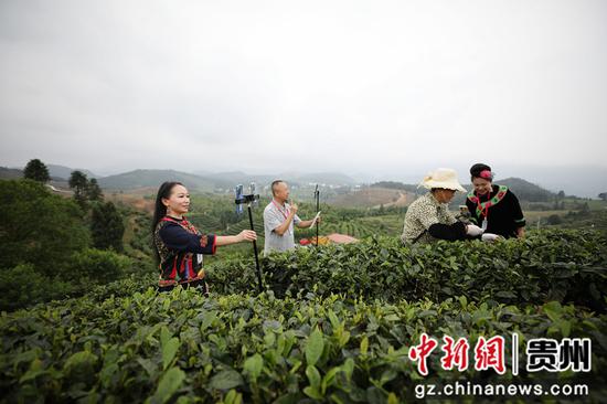 贵州丹寨：茶旅融合促振兴
