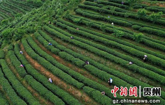 6月16日，茶农在贵州省黔东南苗族侗族自治州丹寨县龙泉镇马寨茶园采摘夏茶（无人机照片）。
