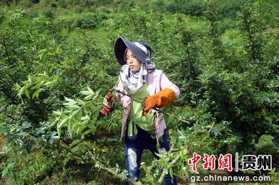 贵州思南：花椒丰收季 农民采摘忙