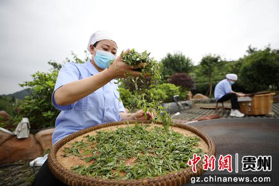6月16日，茶艺师在贵州省黔东南苗族侗族自治州丹寨县龙泉镇马寨茶园现场演示制茶工艺。