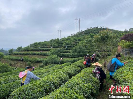 图为当地农户在丹寨县5G智慧茶园内采茶。　袁超 摄
