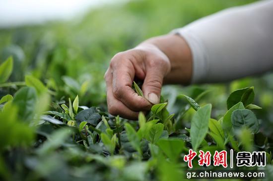 6月16日，茶农在贵州省黔东南苗族侗族自治州丹寨县龙泉镇马寨茶园采摘夏茶。