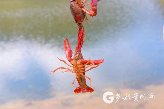 小龙虾被世界自然保护联盟（IUCN）列为全球百种最具破坏力的入侵物 本网记者 陈鹏 摄