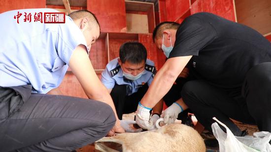 乌什县民警成功救助国家二级野生保护动物鹅喉羚