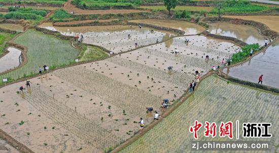 
农民们在梯田中插秧。（无人机照片）  王华斌（通讯员） 摄