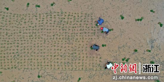 
农民们在梯田中插秧。（无人机照片）  王华斌（通讯员） 摄