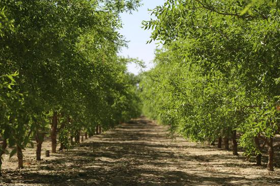 十四團萬畝棗樹進入花期管理
