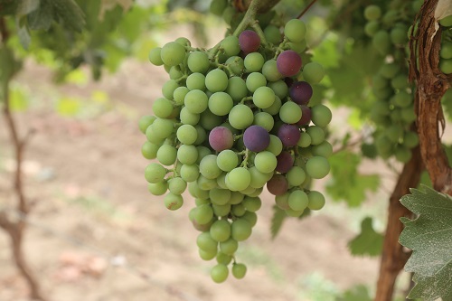 三十八團：特色葡萄種植 助農增收致富