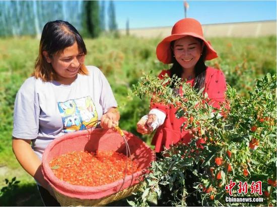 新疆阿瓦提縣枸杞喜獲豐收，迎來晾曬季。6月20日，當地枸杞園內，農民們正忙著晾曬枸杞。2022年，阿瓦提縣干枸杞畝產預計在150—200公斤，一顆顆鮮紅的枸杞變成了村民收獲的“甜蜜果”。圖為阿瓦提縣巴格托格拉克鄉卡爾庫杰克村村民正在采摘枸杞。 包良廷 攝
