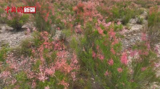新疆南部戈壁紅柳花開遍地紅