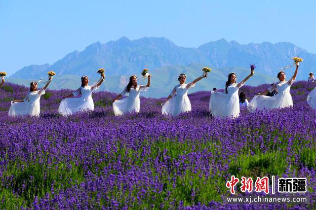 来一场紫色花海完美邂逅 新疆霍城5万多亩薰衣草盛开（组图）