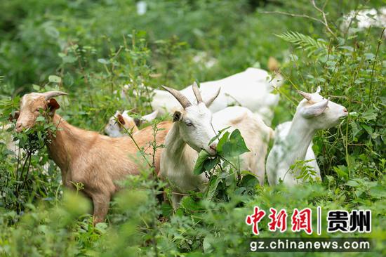 羊群在悠闲自得地吃着草。刘梦摄