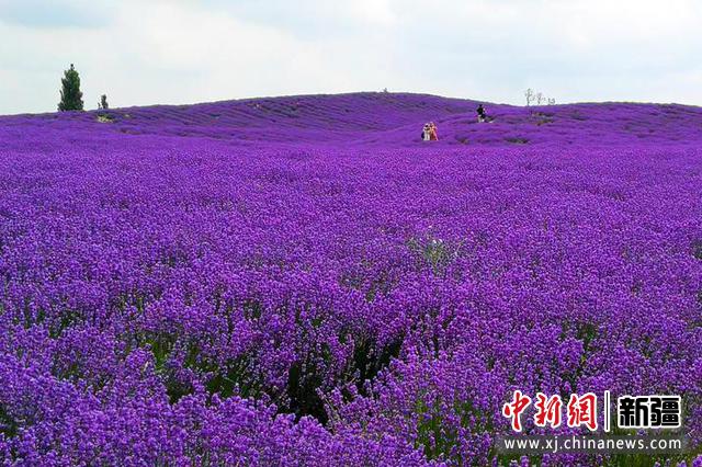 进入6月，新疆霍城县5.6万亩薰衣草进入盛花期。 王小军 摄