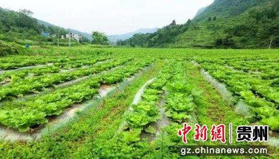 贵州织金：蔬菜种出“致富路”